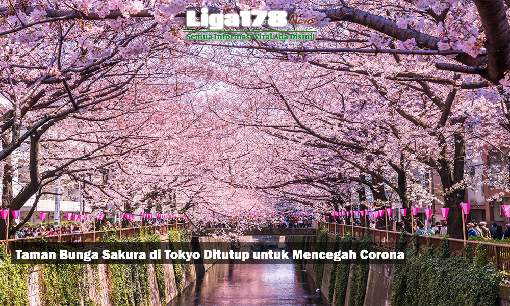 Taman Bunga Sakura di Tokyo Ditutup untuk Mencegah Corona