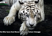Cerita Mike Tyson Soal Macan Peliharaan Terkam Tetangga Cerita Mike Tyson Soal Macan Peliharaan Terkam Tetangga