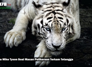 Cerita Mike Tyson Soal Macan Peliharaan Terkam Tetangga Cerita Mike Tyson Soal Macan Peliharaan Terkam Tetangga
