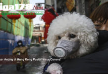 Seekor Anjing di Hong Kong Positif Virus Corona Covid-19, Virus Corona, Hong Kong, Liga178 News