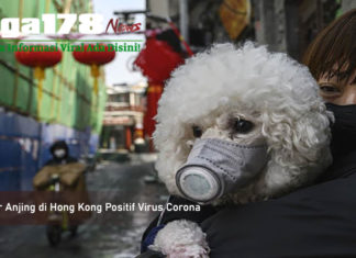 Seekor Anjing di Hong Kong Positif Virus Corona Covid-19, Virus Corona, Hong Kong, Liga178 News