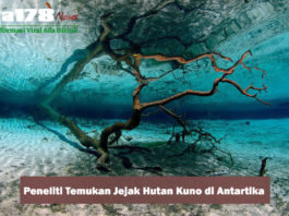 Peneliti Menemukan Jejak Hutan Hujan Kuno di Antartika