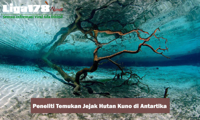 Peneliti Menemukan Jejak Hutan Hujan Kuno di Antartika Peneliti Menemukan Jejak Hutan Hujan Kuno di Antartika
