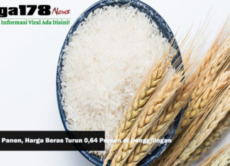 Petani Panen, Harga Beras Turun 0,64 Persen di Penggilingan GKG, Jawa Timur, petani, Liga178 News