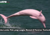 Lumba-Lumba Pink yang Langka Muncul di Perairan Thailand Lumba-Lumba Pink yang Langka Muncul di Perairan Thailand