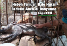 Heboh Temuan Babi Hutan Berkaki Aneh di Banyumas babi hutan, berkaki aneh, Banyumas, Liga178