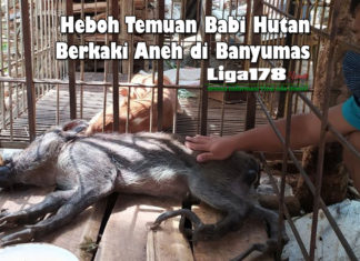 Heboh Temuan Babi Hutan Berkaki Aneh di Banyumas babi hutan, berkaki aneh, Banyumas, Liga178
