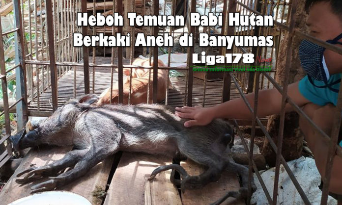 babi hutan, berkaki aneh, Banyumas, Liga178