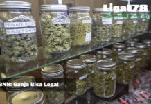 BNN: Ganja Bisa Legal Jakarta, Ganja, pasien, Liga178 News